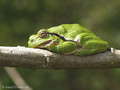 Europäischer Laubfrosch (Hyla arborea) - DE (MV)