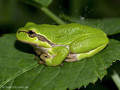 Europäischer Laubfrosch (Hyla arborea) - DE (MV)