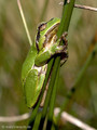 Europäischer Laubfrosch (Hyla arborea) - DE (MV)