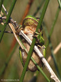 Europäischer Laubfrosch (Hyla arborea) - DE (MV)