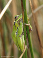 Europäischer Laubfrosch (Hyla arborea) - DE (MV)