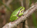 Europäischer Laubfrosch (Hyla arborea), Jungtier - DE (MV)