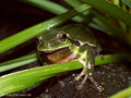 Europäischer Laubfrosch (Hyla arborea), Männchen - DE (MV)