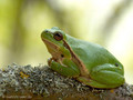 Europäischer Laubfrosch (Hyla arborea) - DE (MV)