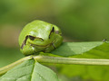 Europäischer Laubfrosch (Hyla arborea) - DE (MV)