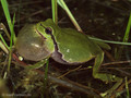Europäischer Laubfrosch (Hyla arborea), Männchen mit Schallblase - DE (MV)