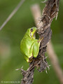 Europäischer Laubfrosch (Hyla arborea) - DE (MV)