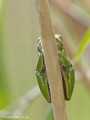 Europäischer Laubfrosch (Hyla arborea) - DE (SH)