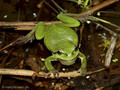 Europäischer Laubfrosch (Hyla arborea), Männchen - DE (MV)