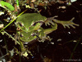 Europäischer Laubfrosch (Hyla arborea), Paarung - DE (MV)