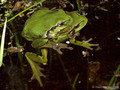 Europäischer Laubfrosch (Hyla arborea), Paarung - DE (MV)