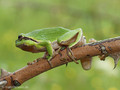 Europäischer Laubfrosch (Hyla arborea) - DE (MV)