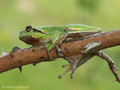 Europäischer Laubfrosch (Hyla arborea) - DE (MV)