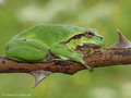 Europäischer Laubfrosch (Hyla arborea) - DE (MV)