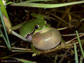 Europäischer Laubfrosch (Hyla arborea), Männchen mit Schallblase - DE (MV)