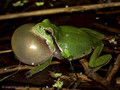 Europäischer Laubfrosch (Hyla arborea), Männchen mit Schallblase - DE (MV)