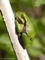 Europäischer Laubfrosch (Hyla arborea), Jungtier - DE (MV)