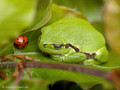 Europäischer Laubfrosch (Hyla arborea) - DE (MV)