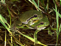 Europäischer Laubfrosch (Hyla arborea), Paarung - DE (MV)