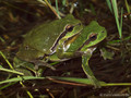 Europäischer Laubfrosch (Hyla arborea), Paarung - DE (MV)