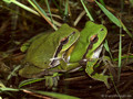 Europäischer Laubfrosch (Hyla arborea), Paarung - DE (MV)