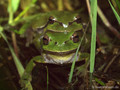Europäischer Laubfrosch (Hyla arborea), Paarung - DE (MV)
