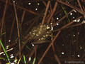 Europäischer Laubfrosch (Hyla arborea), Laichballen mit Embryonen - DE (MV)