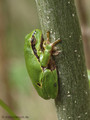 Europäischer Laubfrosch (Hyla arborea), Jungtier - DE (MV)