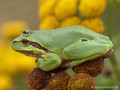 Europäischer Laubfrosch (Hyla arborea) - DE (NI)