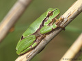 Europäischer Laubfrosch (Hyla arborea) - DE (MV)