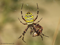 Wespenspinne (Argyope bruennichi), Weibchen - DE (NI)