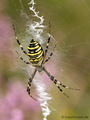 Wespenspinne (Argyope bruennichi), Weibchen - DE (HH)