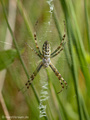 Wespenspinne (Argyope bruennichi), junges Weibchen - DE (HH)