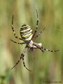 Wespenspinne (Argyope bruennichi), Weibchen - DE (HH)