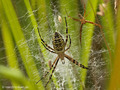 Wespenspinne (Argyope bruennichi), Weibchen und Männchen - DE (SH)