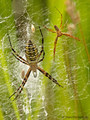 Wespenspinne (Argyope bruennichi), Weibchen und Männchen - DE (SH)