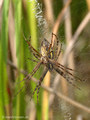 Wespenspinne (Argyope bruennichi), Weibchen und Männchen, Paarung? - DE (SH)