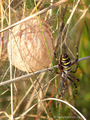Wespenspinne (Argyope bruennichi), Weibchen mit Eikokon - DE (NI)