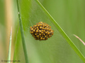 Wespenspinne (Argyope bruennichi), Jungspinnen nach Verlassen des Kokons im Mai - DE (MV)