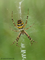 Wespenspinne (Argyope bruennichi), Weibchen - DE (HH)