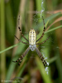 Wespenspinne (Argyope bruennichi), junges Weibchen - DE (SH)