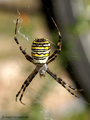 Wespenspinne (Argyope bruennichi), Weibchen - DE (MV)