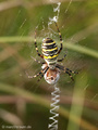 Wespenspinne (Argyope bruennichi), Weibchen - DE (MV)
