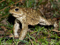Erdkröte (Bufo bufo) - DE (HH)