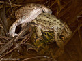Erdkröte (Bufo bufo), Paarungszeit - Knäuel aus zwei klammernden Männchen und einem Wasserfrosch-Weibchen (Pelophylax spec.) - DE (HH)