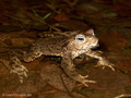 Erdkröte (Bufo bufo) - DE (HH)