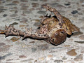 Erdkröte (Bufo bufo), Paarungszeit - Männchen versucht das Weibchen zu umklammern - DE (NI)