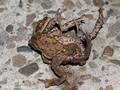 Erdkröte (Bufo bufo), Paarungszeit - Männchen versucht das Weibchen zu umklammern - DE (NI)