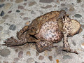 Erdkröte (Bufo bufo), Paarungszeit - Männchen versucht das Weibchen zu umklammern - DE (NI)