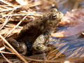 Erdkröte (Bufo bufo) - DE (HH)